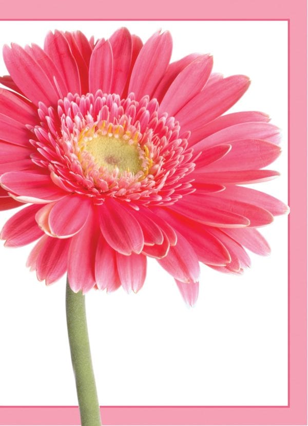 Pink Gerbera Daisy